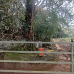 Chain Tree Wayanad, Image source: Sarath Sasikumar/Google Map
