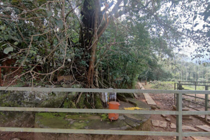 Chain Tree Wayanad, Image source: Sarath Sasikumar/Google Map