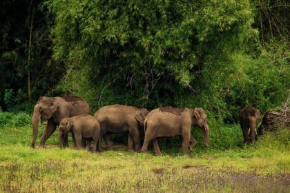 Tholpetty Wildlife Sanctuary. Image source: keralatourism