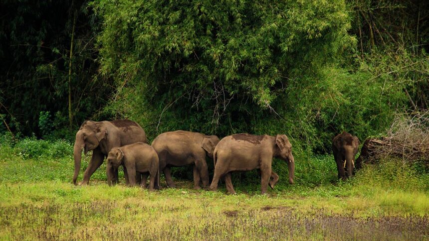 Tholpetty Wildlife Sanctuary. Image source: keralatourism